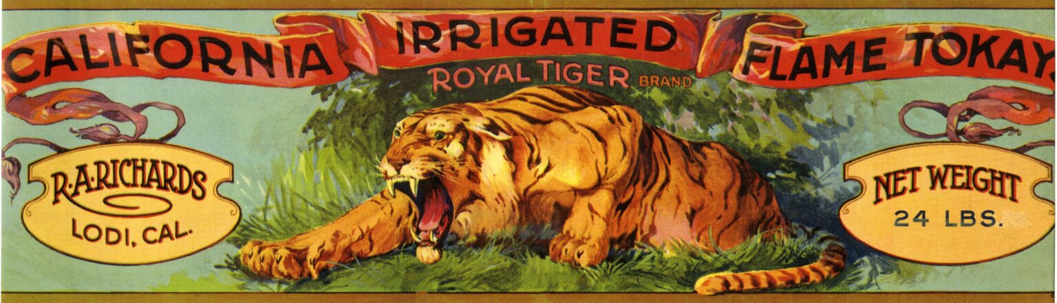 Royal Tiger Royal Tiger